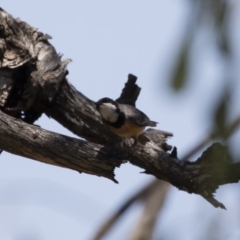 Pachycephala rufiventris at Michelago, NSW - 12 Jan 2019 11:27 AM