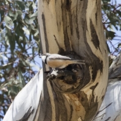 Pachycephala rufiventris (Rufous Whistler) at Michelago, NSW - 16 Nov 2018 by Illilanga