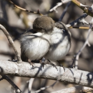 Malurus cyaneus at Michelago, NSW - 28 Jul 2019