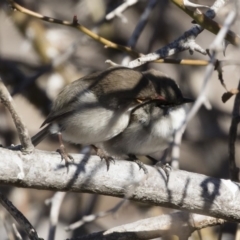 Malurus cyaneus at Michelago, NSW - 28 Jul 2019