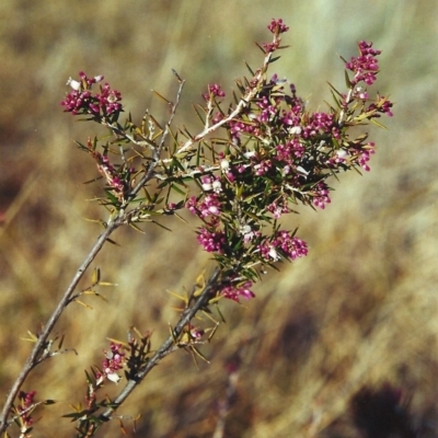 Lissanthe strigosa subsp. subulata (Peach Heath) at Bonython, ACT - 14 Sep 2000 by MichaelBedingfield