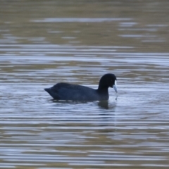 Fulica atra (Eurasian Coot) at Michelago, NSW - 21 Apr 2019 by Illilanga