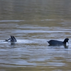 Fulica atra at Michelago, NSW - 21 Apr 2019