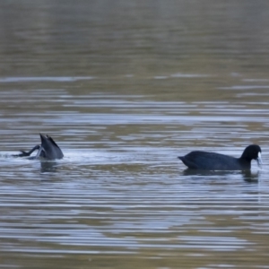 Fulica atra at Michelago, NSW - 21 Apr 2019