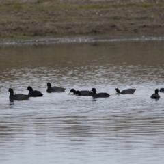 Fulica atra at Michelago, NSW - 21 Apr 2019