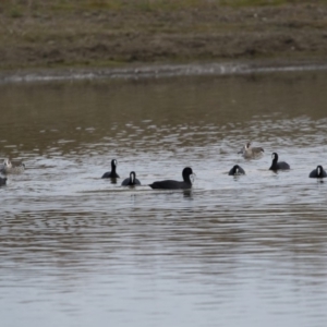 Fulica atra at Michelago, NSW - 21 Apr 2019