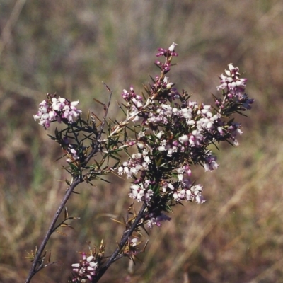 Lissanthe strigosa subsp. subulata (Peach Heath) at Barneys Hill/Mt Stranger - 28 Sep 2000 by MichaelBedingfield