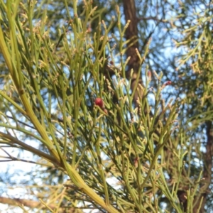 Exocarpos cupressiformis at Fadden, ACT - 24 Aug 2019