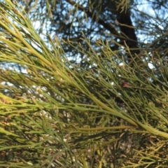 Exocarpos cupressiformis at Fadden, ACT - 24 Aug 2019