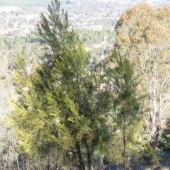 Exocarpos cupressiformis at Fadden, ACT - 24 Aug 2019