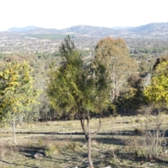 Exocarpos cupressiformis at Fadden, ACT - 24 Aug 2019