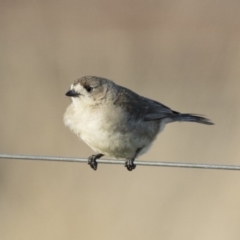 Aphelocephala leucopsis at Michelago, NSW - 18 Aug 2019