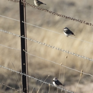 Aphelocephala leucopsis at Michelago, NSW - 18 Aug 2019