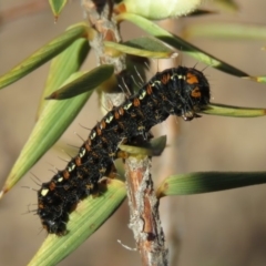 Apina callisto (Pasture Day Moth) at Wanniassa Hill - 24 Aug 2019 by KumikoCallaway