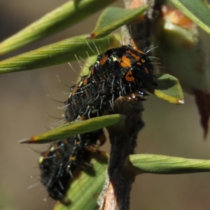 Apina callisto at Fadden, ACT - 24 Aug 2019