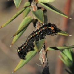 Apina callisto at Fadden, ACT - 24 Aug 2019