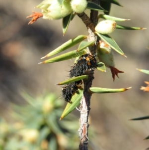 Apina callisto at Fadden, ACT - 24 Aug 2019