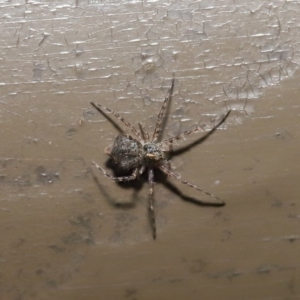 Tamopsis sp. (genus) at Acton, ACT - 12 Aug 2019 01:48 PM