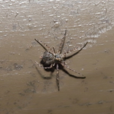 Tamopsis sp. (genus) (Two-tailed spider) at Acton, ACT - 12 Aug 2019 by TimL