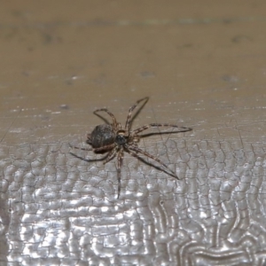 Tamopsis sp. (genus) at Acton, ACT - 12 Aug 2019 01:48 PM