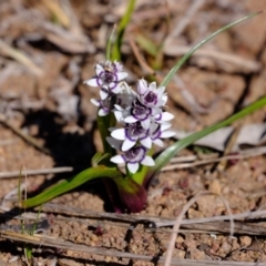 Wurmbea dioica subsp. dioica at Dunlop, ACT - 25 Aug 2019 10:35 AM