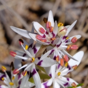 Wurmbea dioica subsp. dioica at Dunlop, ACT - 25 Aug 2019