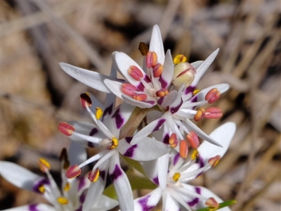 Wurmbea dioica subsp. dioica (Early Nancy) at Dunlop, ACT - 25 Aug 2019 by Kurt