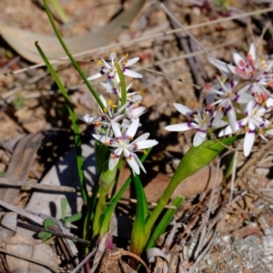 Wurmbea dioica subsp. dioica at Dunlop, ACT - 25 Aug 2019