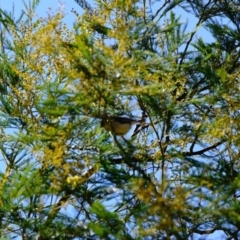 Acanthiza reguloides (Buff-rumped Thornbill) at Woodstock Nature Reserve - 25 Aug 2019 by Kurt