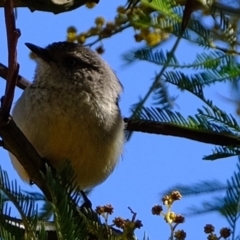 Acanthiza reguloides at Dunlop, ACT - 25 Aug 2019