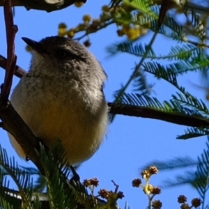 Acanthiza reguloides at Dunlop, ACT - 25 Aug 2019