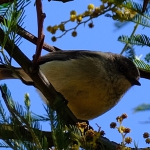 Acanthiza reguloides at Dunlop, ACT - 25 Aug 2019