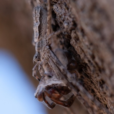 Tamopsis sp. (genus) (Two-tailed spider) at Symonston, ACT - 25 Aug 2019 by rawshorty