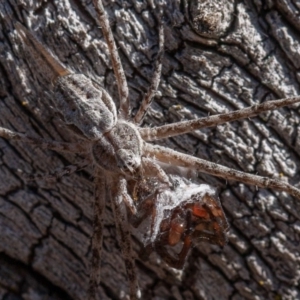 Tamopsis sp. (genus) at Symonston, ACT - 25 Aug 2019 10:00 AM