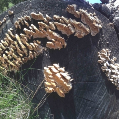 Unverified Pored or somewhat maze-like on underside [bracket polypores] at Lower Cotter Catchment - 24 Aug 2019 by KMcCue