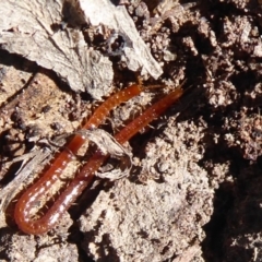 Geophilomorpha sp. (order) (Earth or soil centipede) at Callum Brae - 25 Aug 2019 by Christine