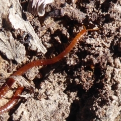 Geophilomorpha sp. (order) at Symonston, ACT - 25 Aug 2019