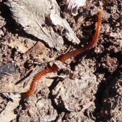 Geophilomorpha sp. (order) at Symonston, ACT - 25 Aug 2019 12:23 PM