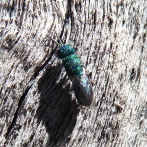 Chrysididae (family) at Symonston, ACT - 25 Aug 2019 12:32 PM