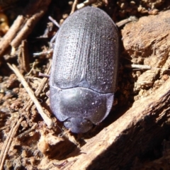 Pterohelaeus guerini (Pie-dish beetle) at Symonston, ACT - 25 Aug 2019 by Christine