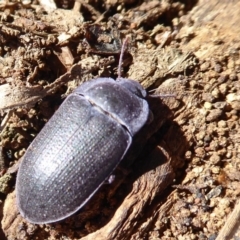 Pterohelaeus guerini at Symonston, ACT - 25 Aug 2019 11:21 AM