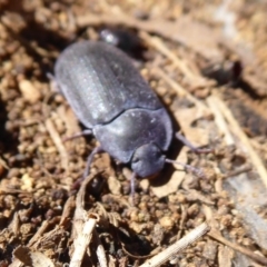 Pterohelaeus guerini at Symonston, ACT - 25 Aug 2019 11:21 AM