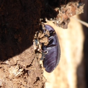 Pterohelaeus guerini at Symonston, ACT - 25 Aug 2019 11:21 AM