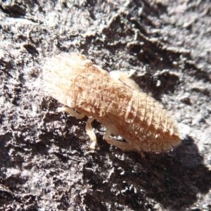 Ledromorpha planirostris at Symonston, ACT - 25 Aug 2019