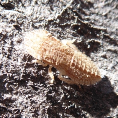 Ledromorpha planirostris (A leafhopper) at Symonston, ACT - 25 Aug 2019 by Christine