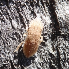 Ledromorpha planirostris at Symonston, ACT - 25 Aug 2019