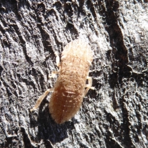 Ledromorpha planirostris at Symonston, ACT - 25 Aug 2019