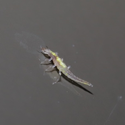 Neuroptera (order) (Unidentified lacewing) at Acton, ACT - 12 Aug 2019 by TimL