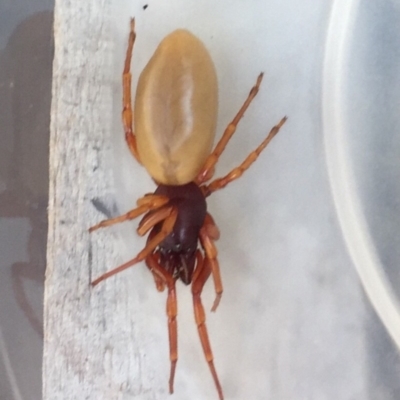Dysdera crocata (Slater-eating Spider) at O'Connor, ACT - 25 Aug 2019 by AndrewCB