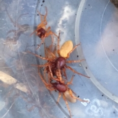 Dysdera crocata at O'Connor, ACT - 25 Aug 2019 11:15 AM